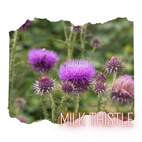 Liver Detox Milk Thistle Capsules