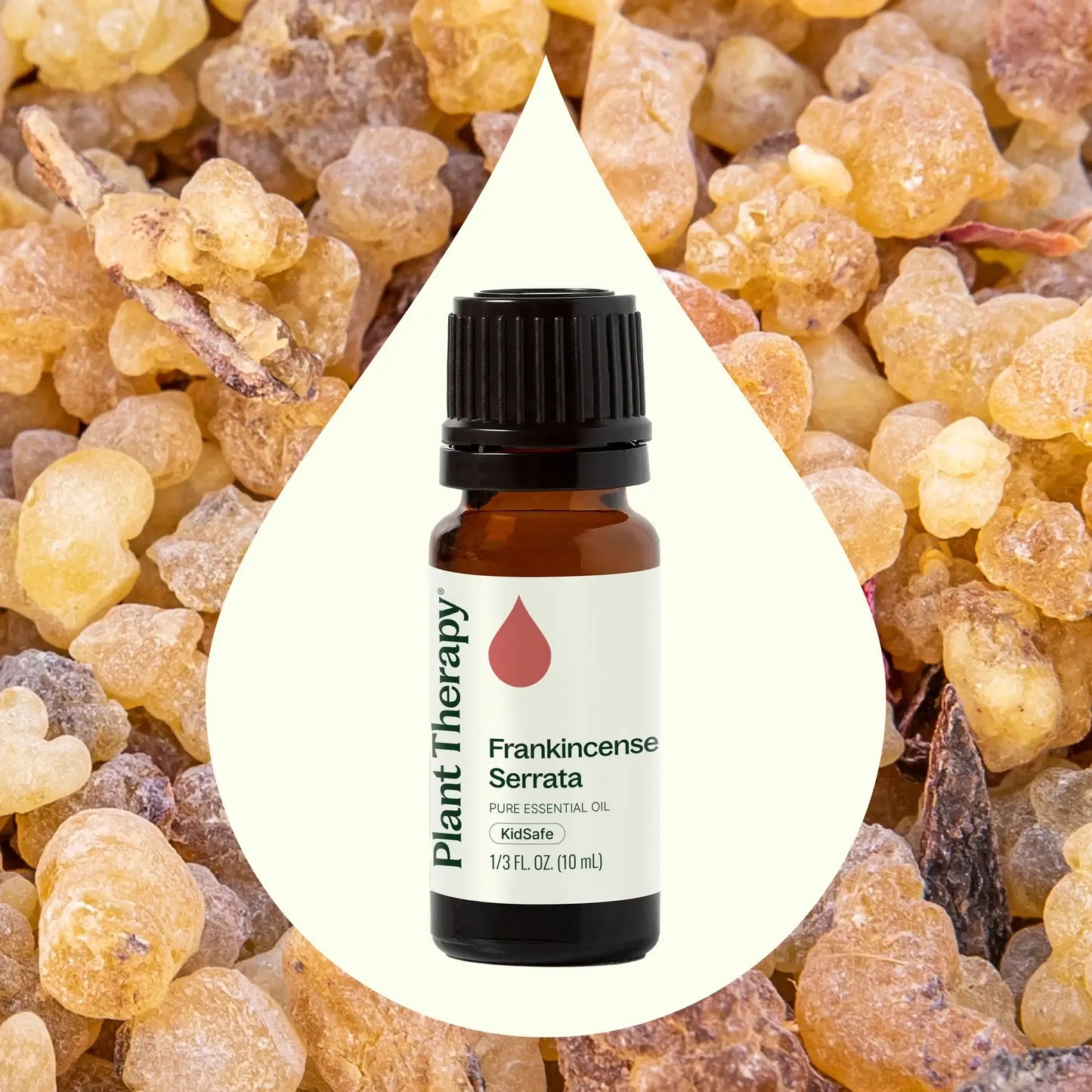 Frankincense Serrata Essential Oil 10 mL